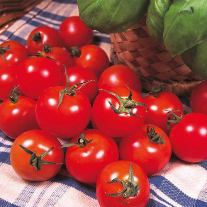 Picture of Tomato Gardeners Delight